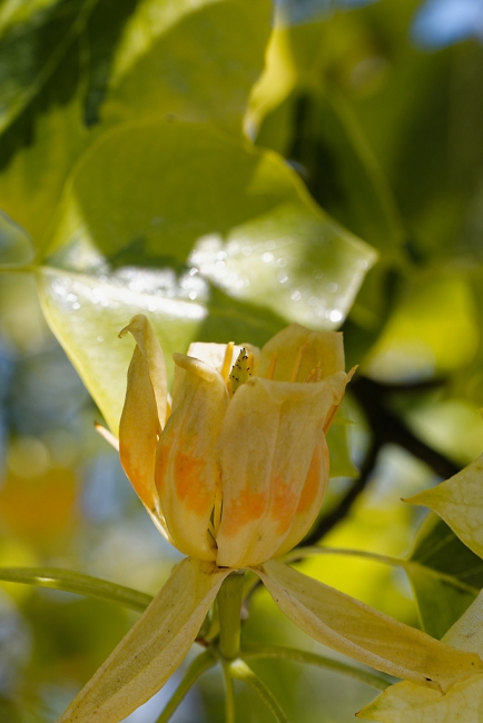 Jardin Botanique de la Bastide-041
